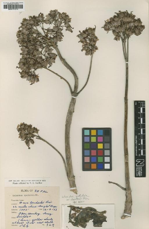 Kalanchoe spathulata var. staintonii H.Ohba - BM001017510