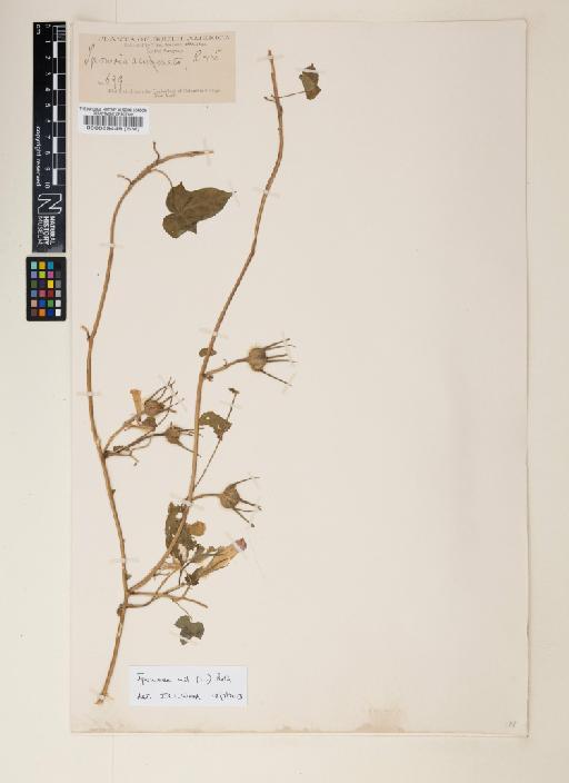 Ipomoea nil (L.) Roth - 000089449