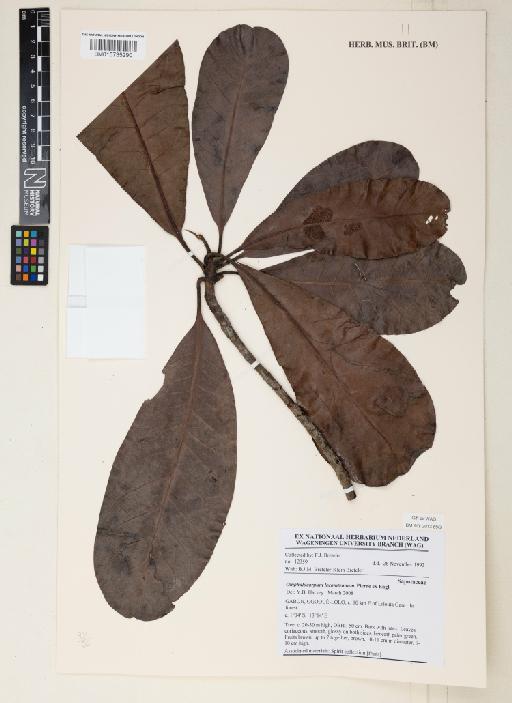 Omphalocarpum lecomteanum Pierre ex Engl. - 015735290