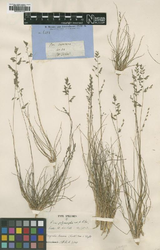 Eragrostis brownii (Kunth) Nees - BM000991613