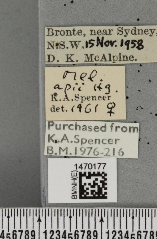 Melanagromyza apii Hering, 1951 - BMNHE_1470177_label_44728