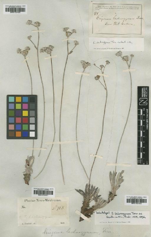 Eriogonum lachnogynum Torr. ex Benth. - BM001024582