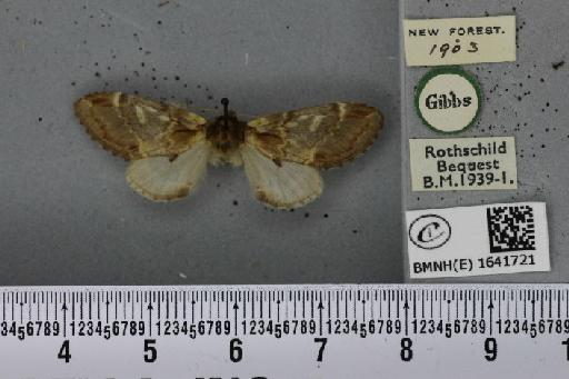 Notodonta dromedarius ab. dromedarulus Haworth, 1803 - BMNHE_1641721_244174