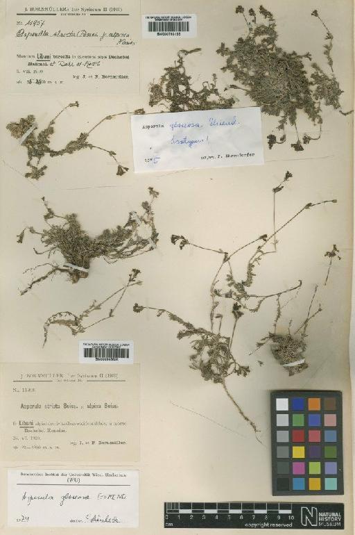 Asperula glareosa Ehrend - BM000945626