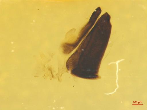 Crioceris (Crioceris) duodecimpunctata (Linnaeus, 1758) - 010131396___14