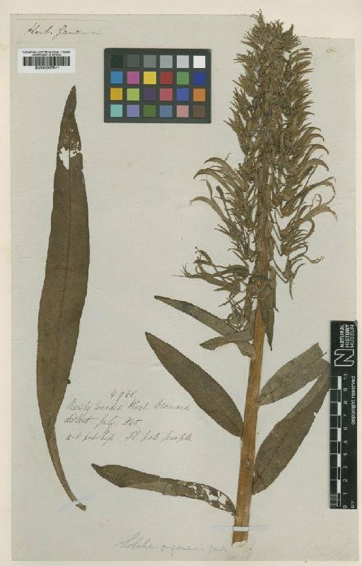 Lobelia organensis Gardner - BM000947641