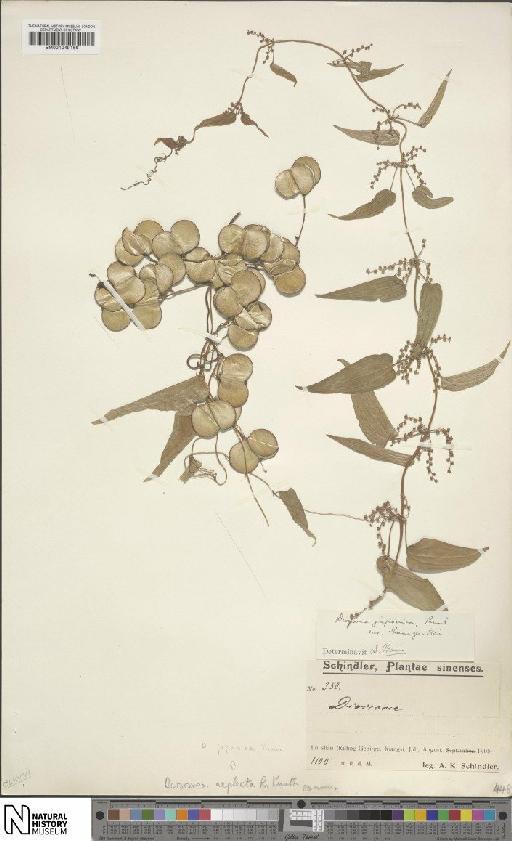 Dioscorea japonica Thunb. - BM001049166