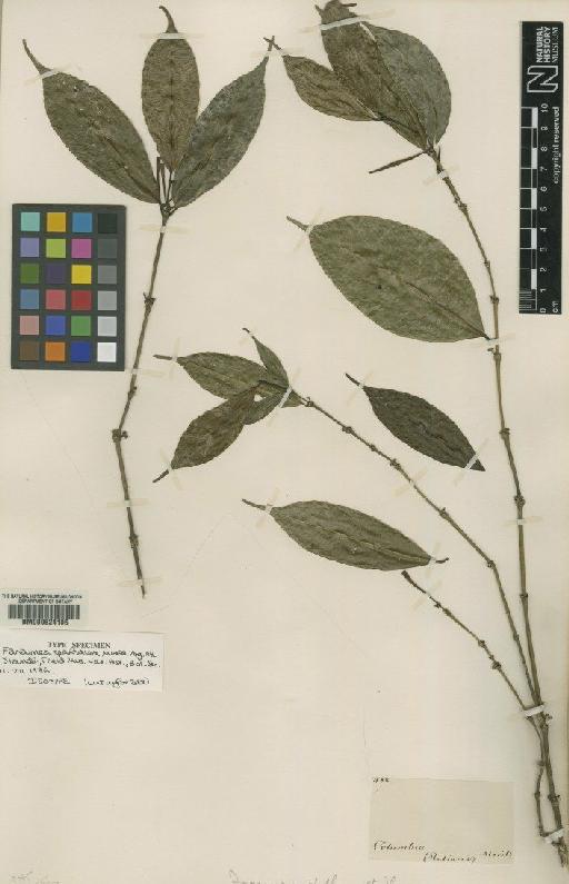 Faramea spathacea - BM000624105