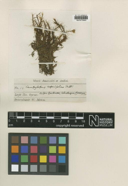 Dicranodontium asperifolium (Mitt.) Broth. - BM000724942_a
