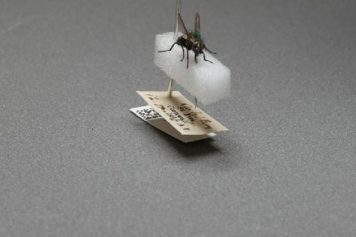 Sarcophaga (Myorhina) nigriventris Meigen, 1826 - 015091925_additional_4