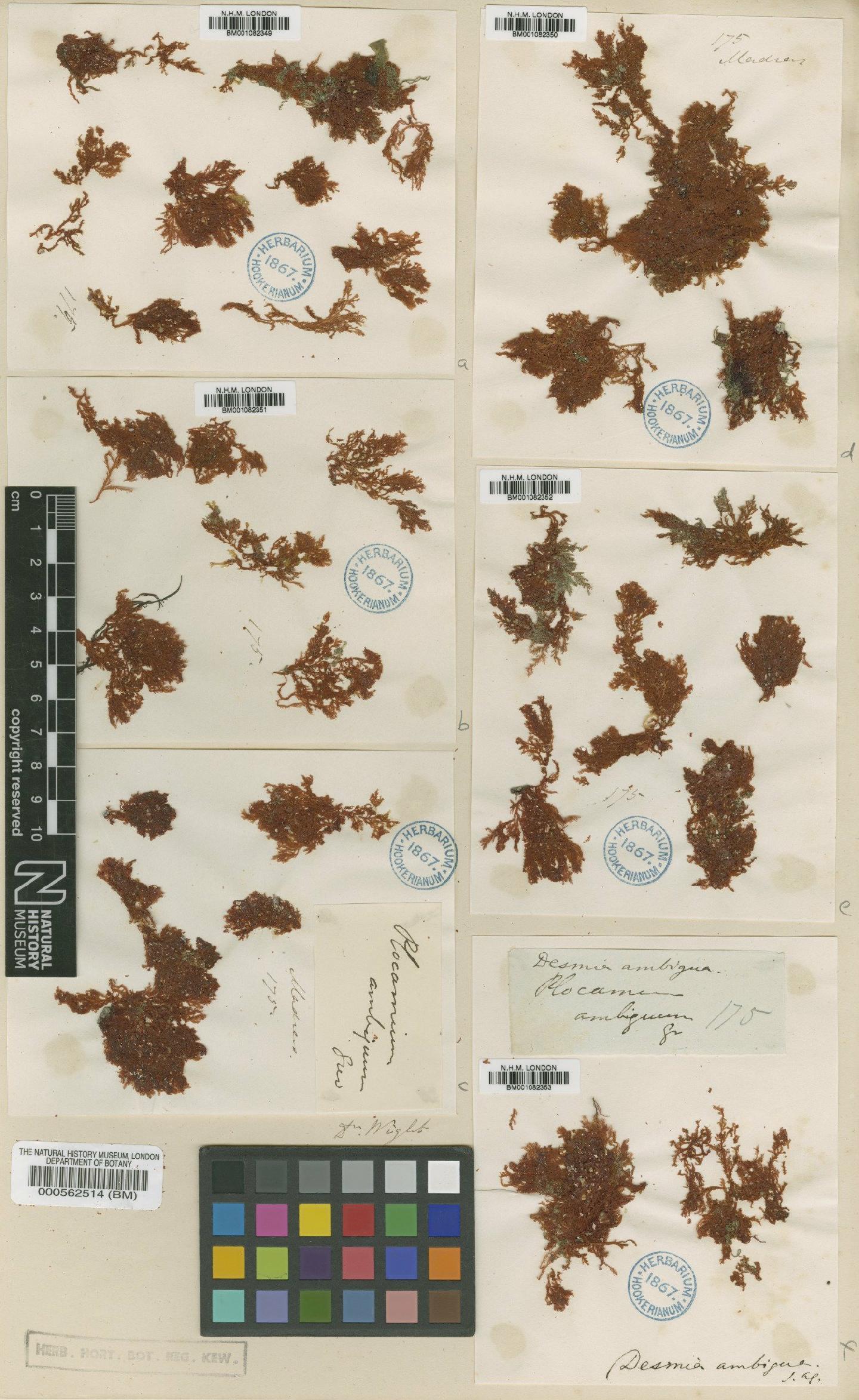 To NHMUK collection (Portieria hornemannii (Lyngb.) P.C.Silva; Isosyntype; NHMUK:ecatalogue:2330276)