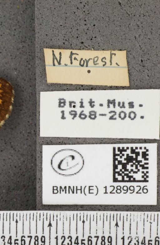 Melitaea athalia (Rottemburg, 1775) - BMNHE_1289926_label_126236