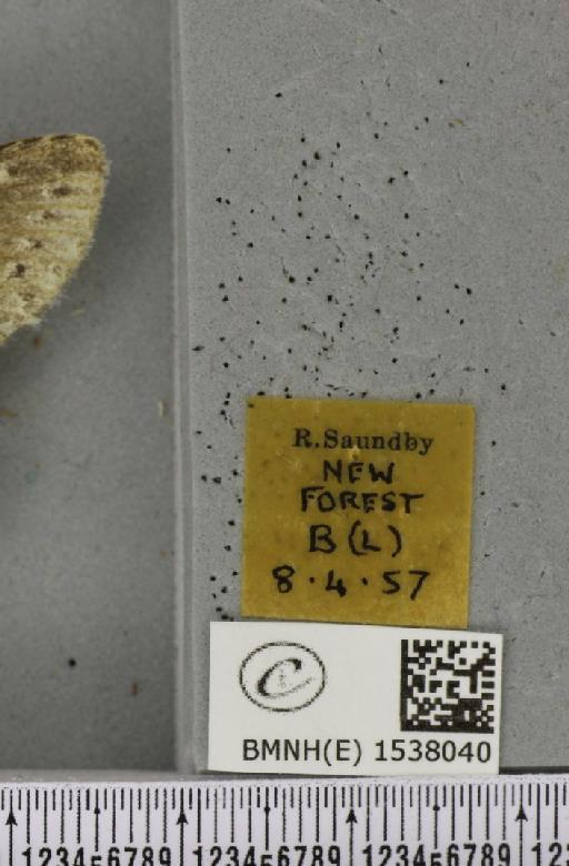 Stauropus fagi fagi (Linnaeus, 1758) - BMNHE_1538040_label_242651