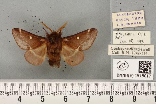Eriogaster lanestris (Linnaeus, 1758) - BMNHE_1518017_191626