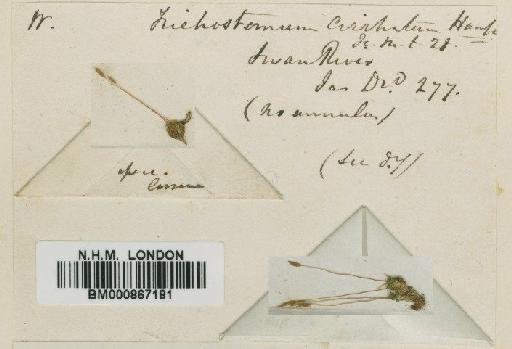 Trichostomum eckelianum R.H.Zander - BM000867181