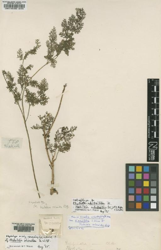 Pimpinella achilleifolia (DC.) C.B.Clarke - BM000622295