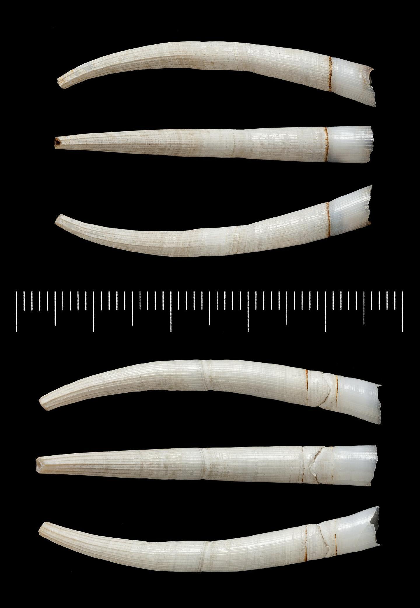 To NHMUK collection (Dentalium conspicuum Melvill, 1897; SYNTYPE(S); NHMUK:ecatalogue:2828040)