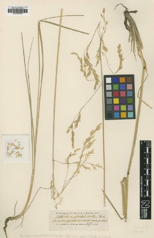 Festuca sclerophylla Boiss. - BM000959341