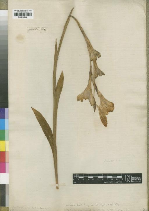 Gladiolus hirsutus Jacq. - BM000922059