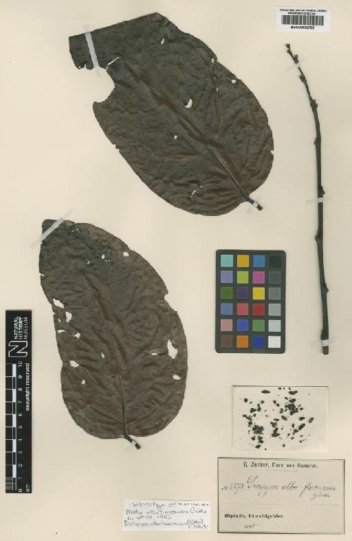 Diospyros alboflavescens (Gürke) F.White - BM000832705
