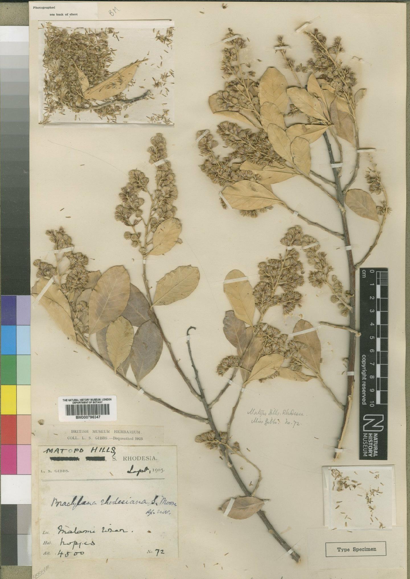 To NHMUK collection (Brachylaena rhodesiana Moore; Type; NHMUK:ecatalogue:4528675)