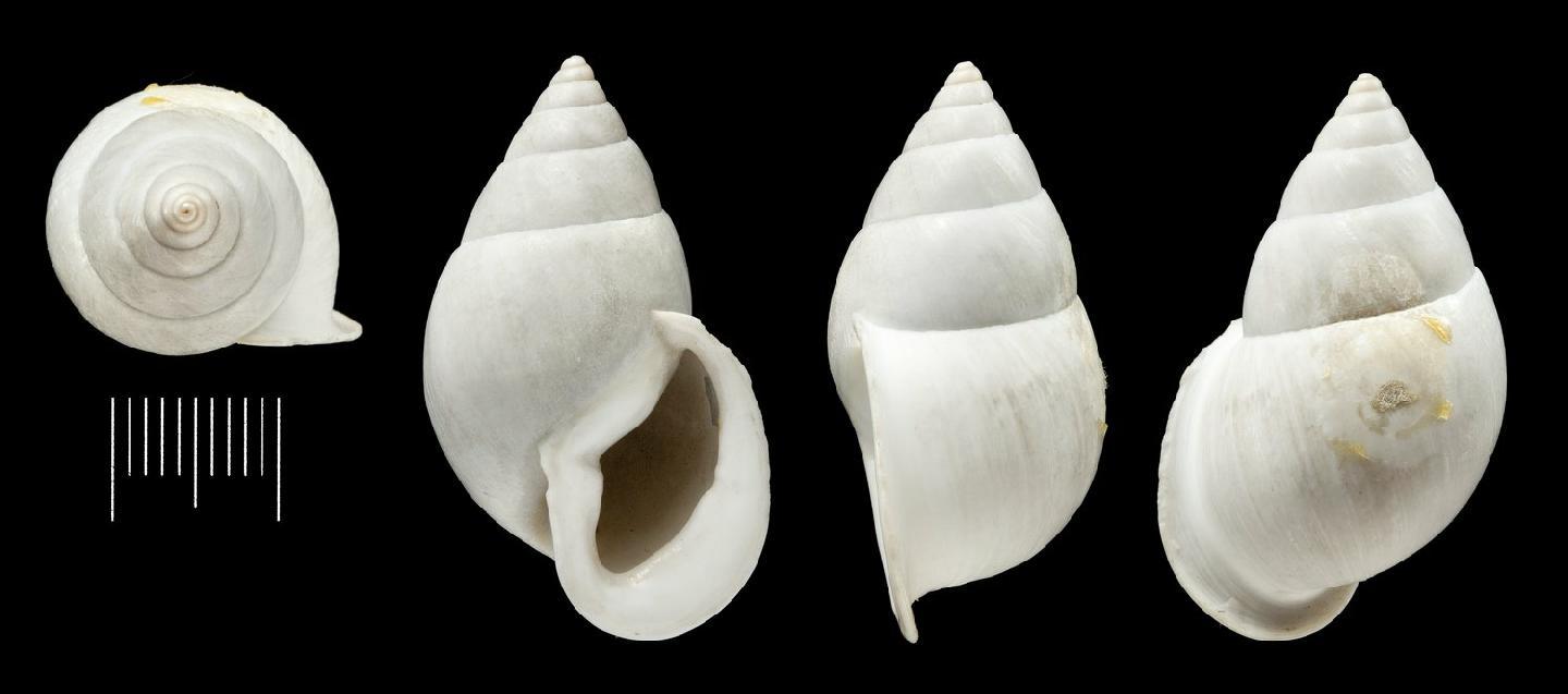 To NHMUK collection (Bulimus coarctatus Pfeiffer, 1845; LECTOTYPE; NHMUK:ecatalogue:3507181)
