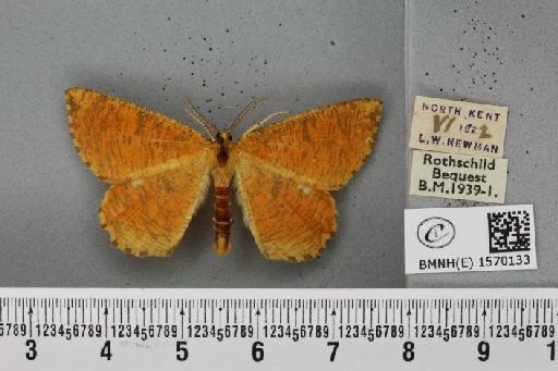 Angerona prunaria (Linnaeus, 1758) - BMNHE_1570133_430487