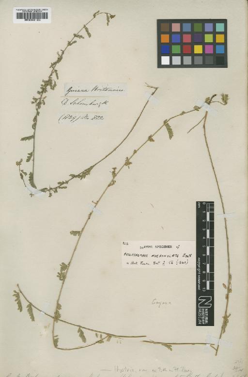 Aeschynomene histrix var. histrix Poir. - BM000931555