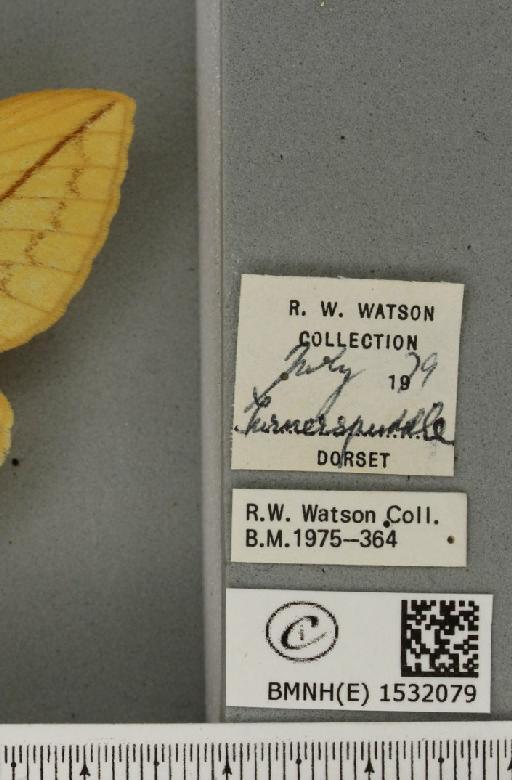 Euthrix potatoria (Linnaeus, 1758) - BMNHE_1532079_label_197552