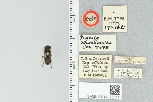 Pseudapis rhodacantha Cockerell, 1935 - 014025811_839193_1668466-