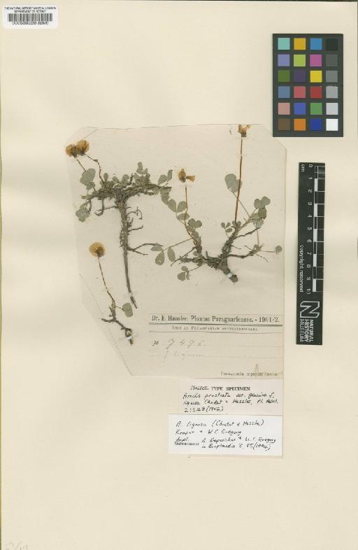 Arachis lignosa (Chodat & Hassl.) Kaprov. & W.C.Greg. - BM000538220