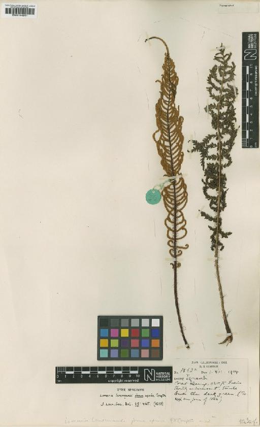 Blechnum lenormandii (Baker) Diels - BM001048261