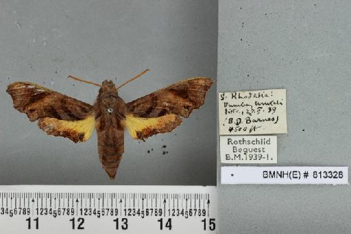 Temnora pylas Cramer, 1779 - BMNH(E) 813328 Temnora pylas exilis Kernbach dorsal and labels
