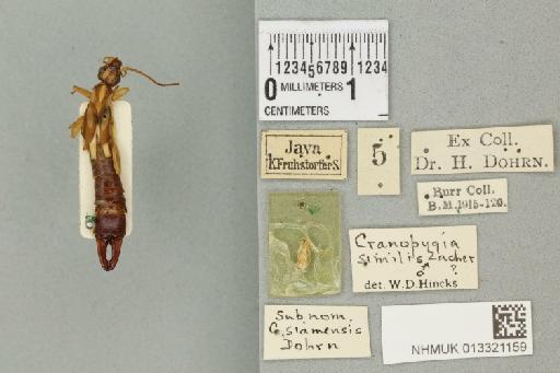Paracranopygia similis (Zacher, 1911) - 013321159_72908_89167