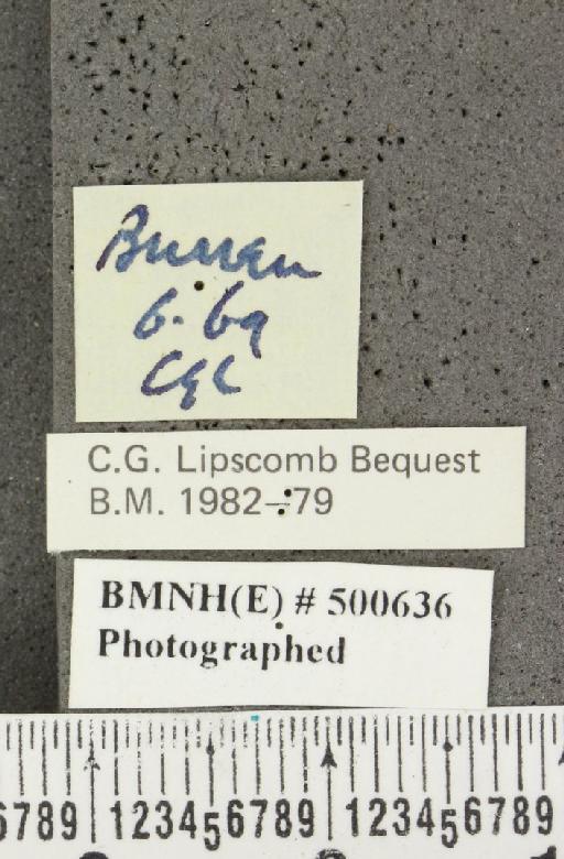 Erynnis tages baynesi huggins, 1956 - BMNHE_500636_label_157954