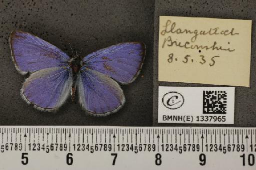 Celastrina argiolus britanna (Verity, 1919) - BMNHE_1337965_145582