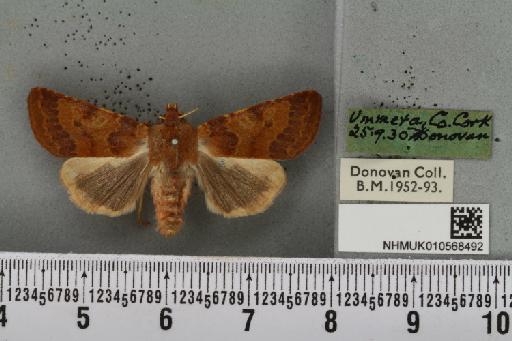 Agrochola helvola (Linnaeus, 1758) - NHMUK_010568492_626142