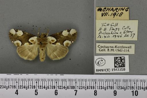 Thyatira batis ab. indecorata Turner, 1926 - BMNHE_1543358_234901