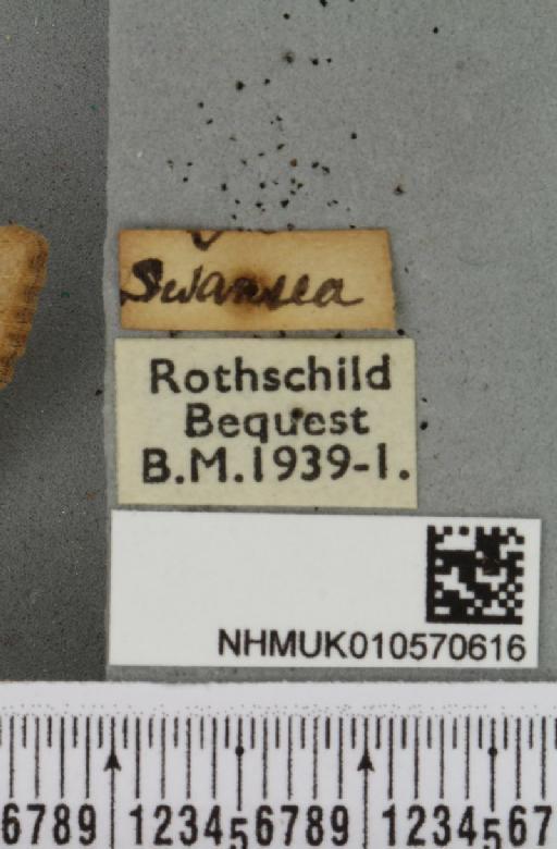 Omphaloscelis lunosa ab. lunae Robson, 1888 - NHMUK_010570616_label_628287