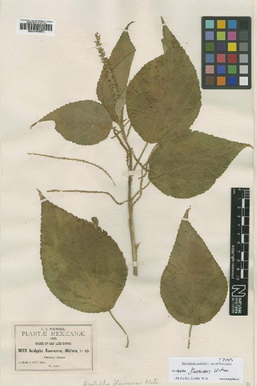 Acalypha flavescens S.Watson - BM000939670