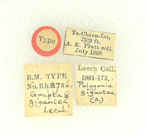 Polygonia gigantea Leech - Polygonia gigantea type labels