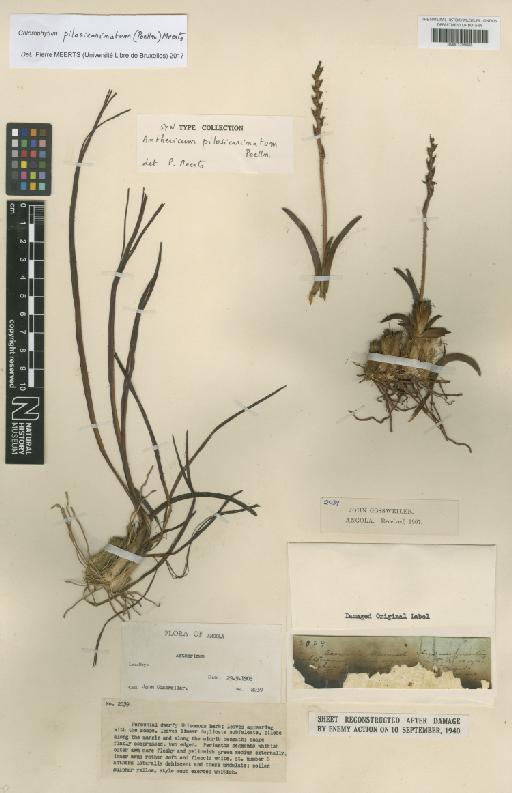 Chlorophytum pilosicarinatum (Poelln.) Meerts - BM001209888