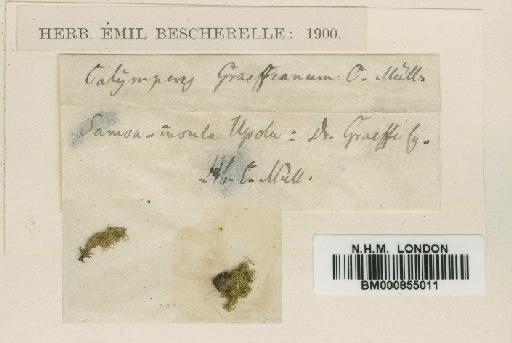Calymperes graeffeanum Müll.Hal. - BM000855011