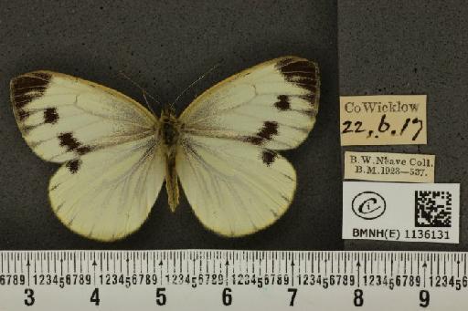 Pieris napi britannica Müller & Kautz, 1939 - BMNHE_1136131_89311