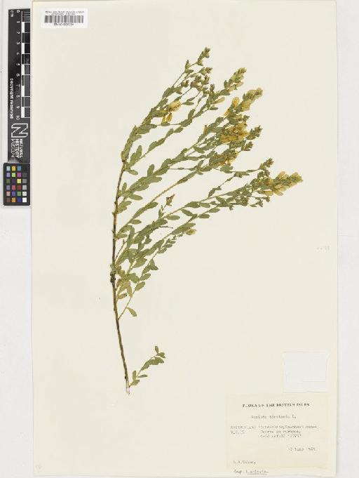 Genista tinctoria L. subsp. tinctoria - BM001036330