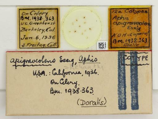 Aphis apigraviolens Essig, 1938 - 014864535_112476_739957_157842_Type