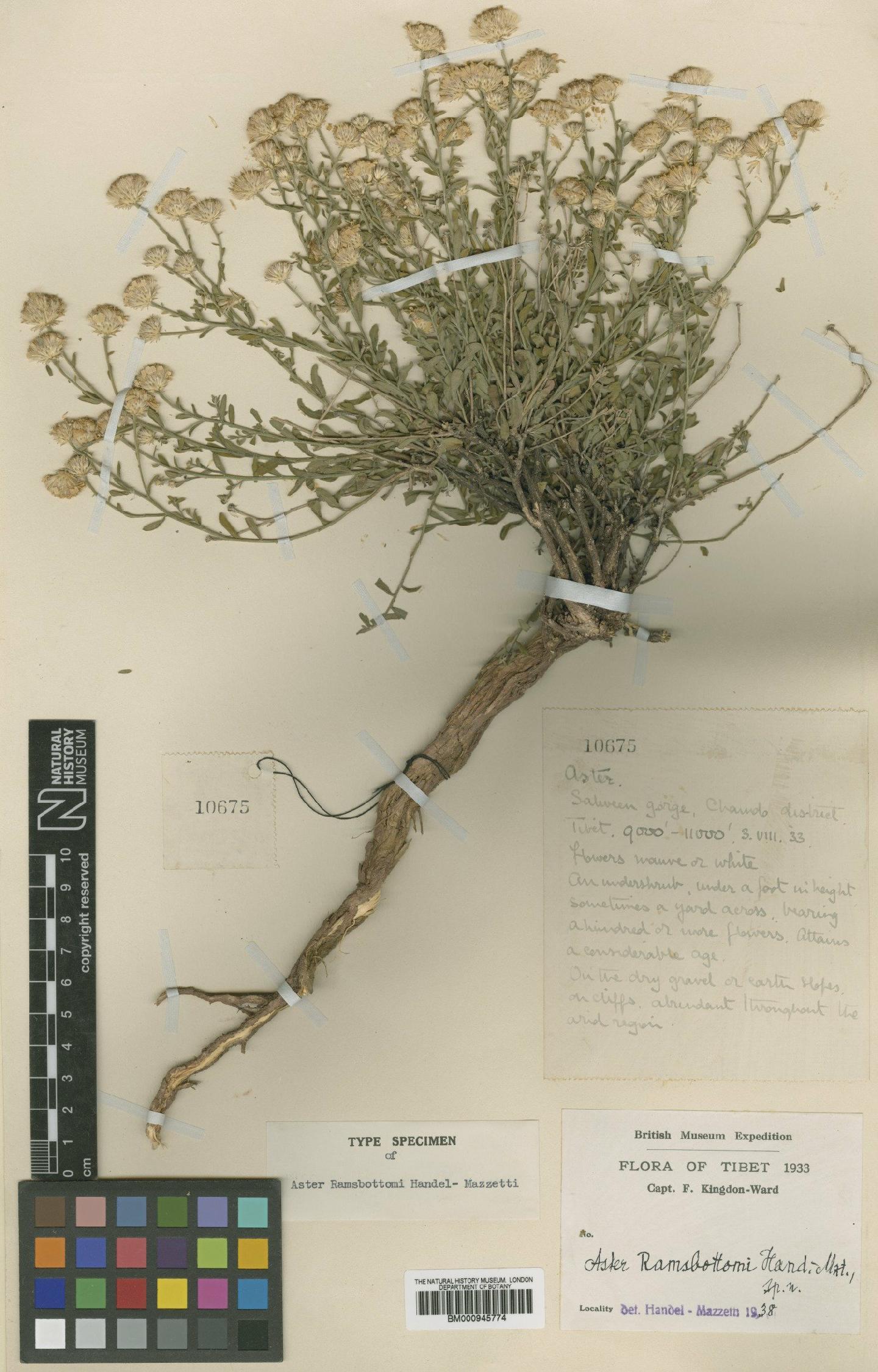 To NHMUK collection (Aster poliothamnus Diels; Type; NHMUK:ecatalogue:472101)