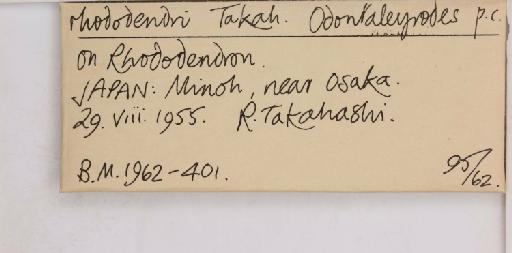 Pealius rhododendrae Takahashi, 1935 - 013488217_additional