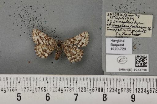 Ematurga atomaria (Linnaeus, 1758) - BMNHE_1923740_488327