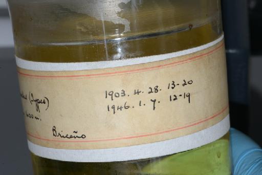 Atractus erythromelas Boulenger, 1903 - Image of specimen 1946.1.7.12-19